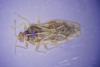 Monosteira unicostata